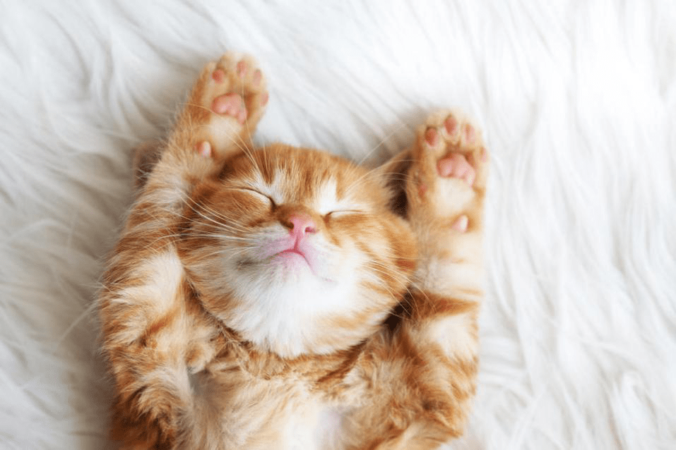 怎么养猫比较亲人 ded87ad7a8c6424dbe5a27c5c2e30635.png