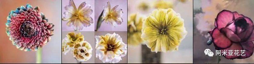 如何给鲜花染色 制作出独一无二的色彩 阿米亚花艺 颜色