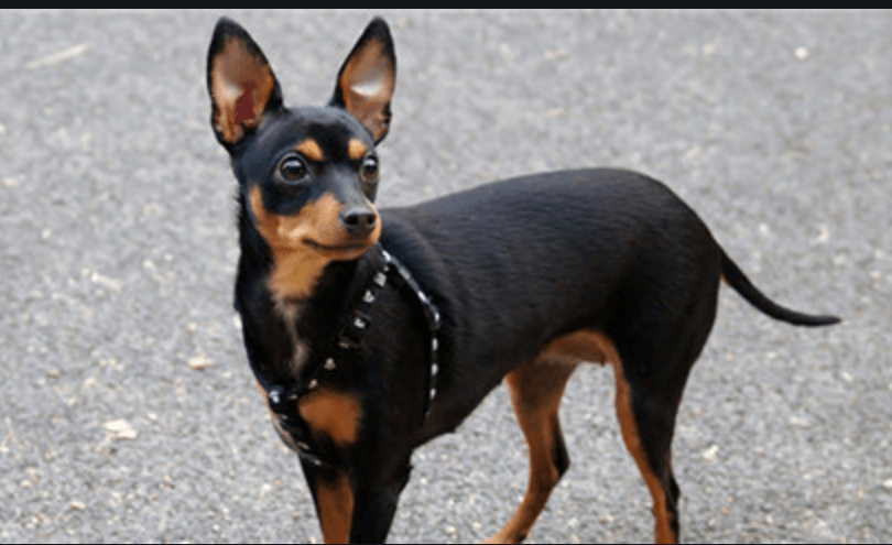 小鹿犬八个月来例假