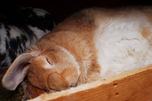 成兔会得球虫病吗