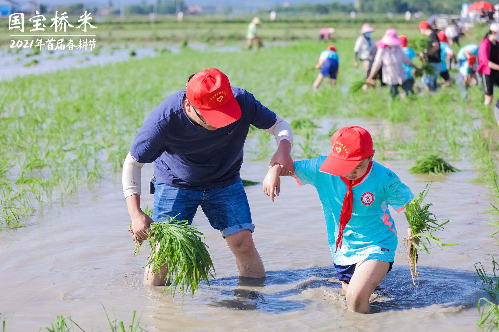 全省人民都爱吃的桥米品牌成功举办插秧体验活动