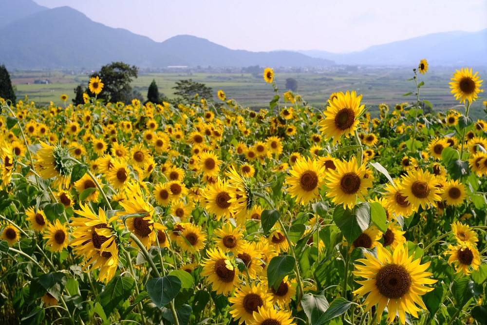 台湾赏花之旅 向日葵花海 金黄灿烂的夏日美景 地址