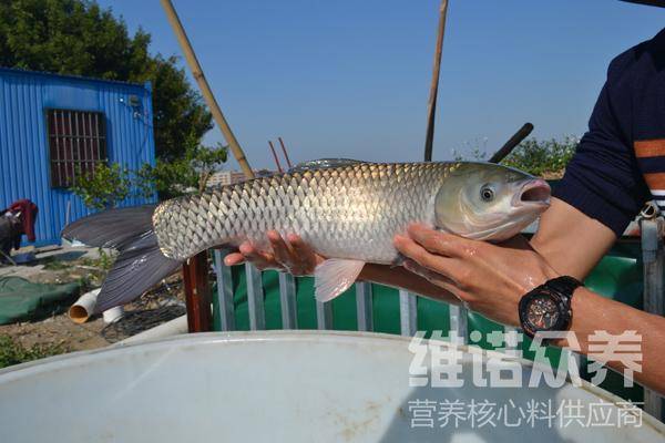 脆肉皖魚該喂什麼飼料,脆肉魚飼料的配方日糧