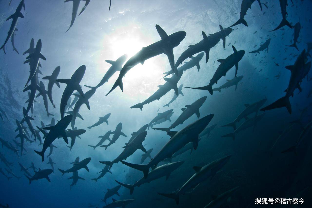 深海之谜鲨鱼如何找到回家的路