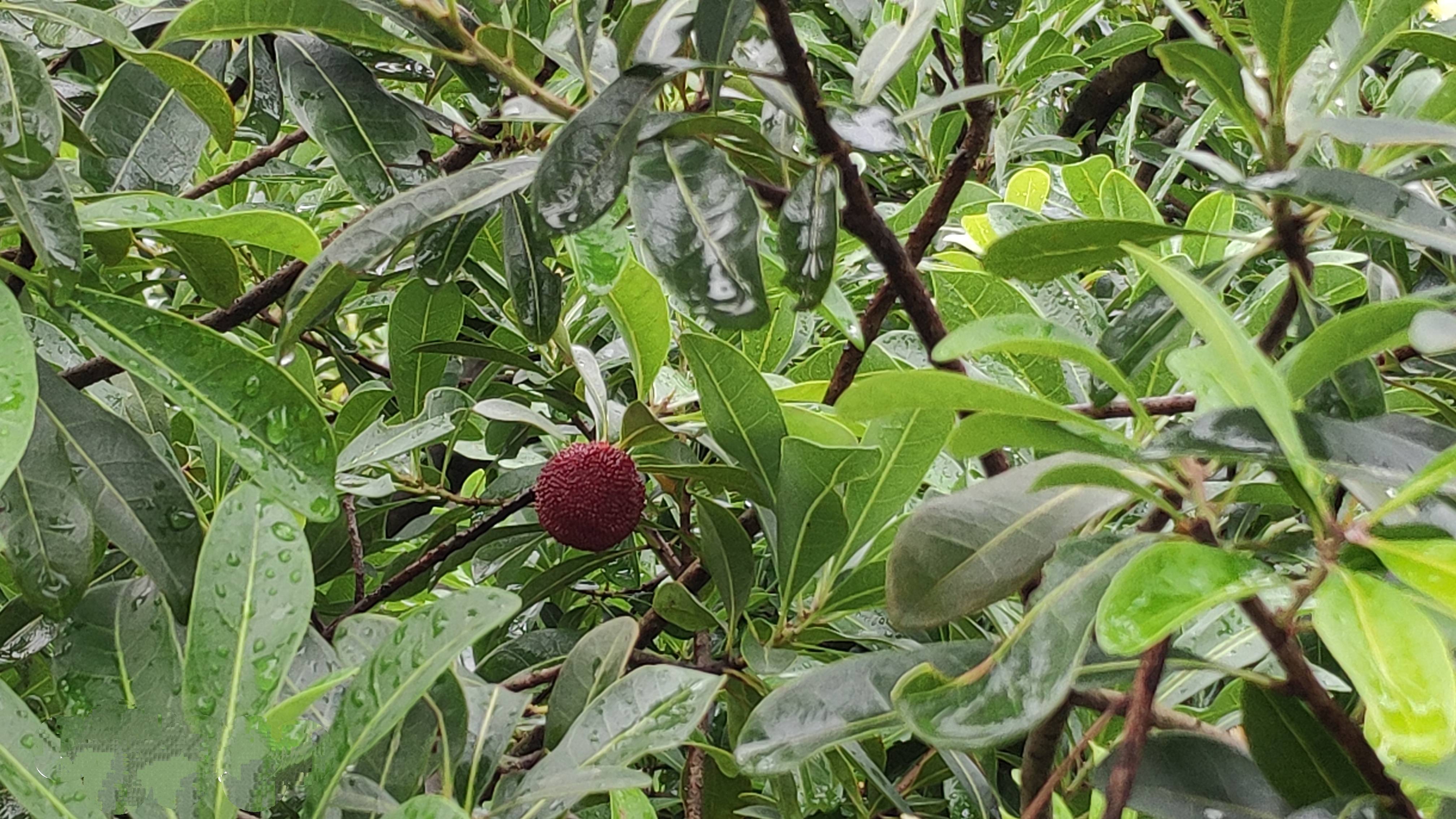 雨中的杨梅林