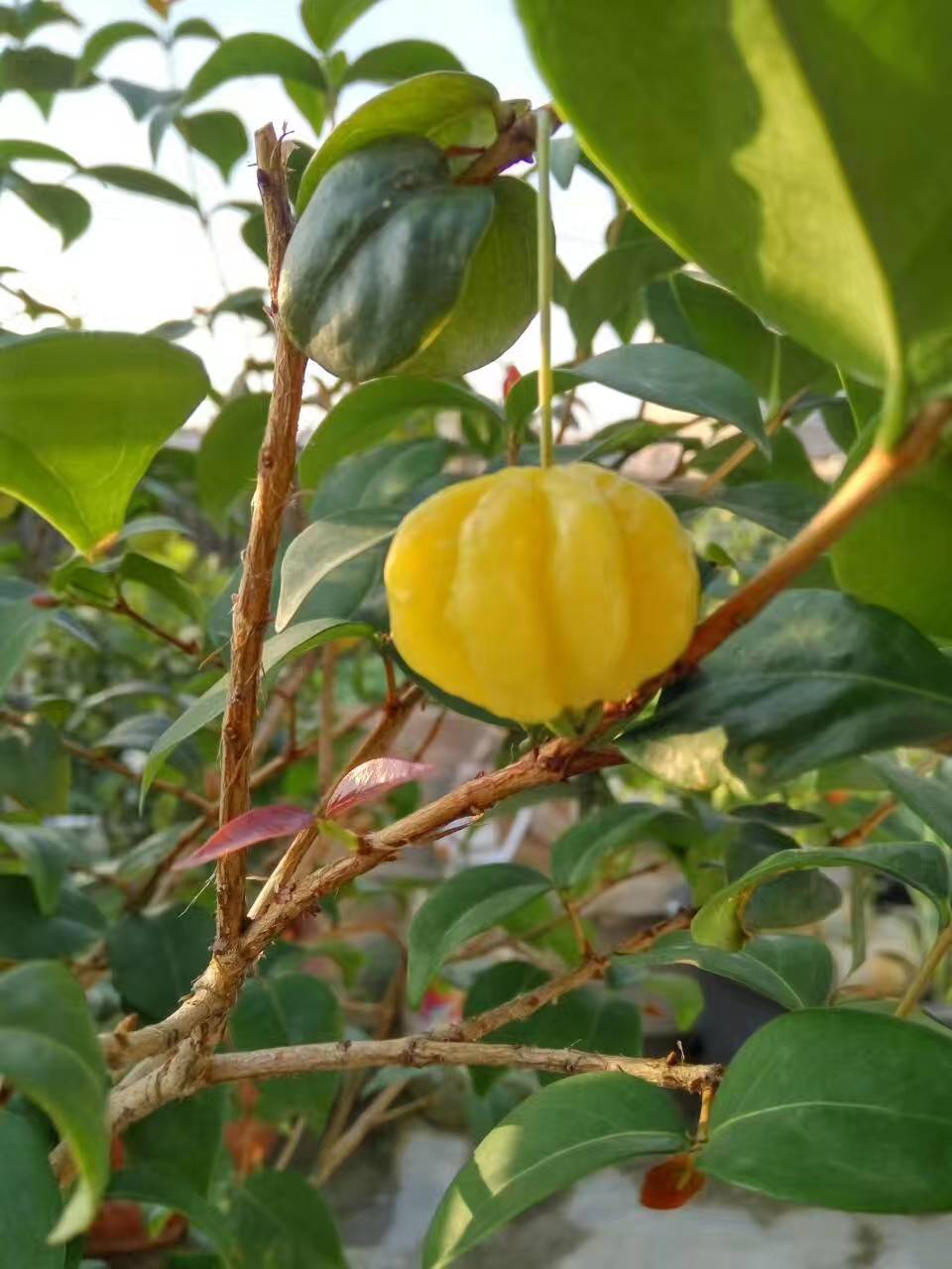 这种水果在我国只有广东广西福建等省份才有超市也买不到