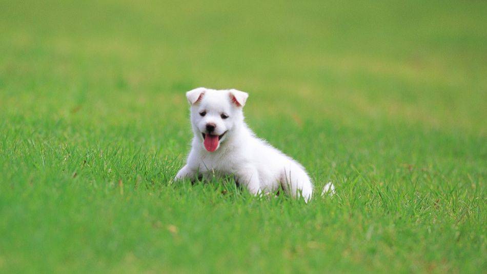 拉布拉多犬感冒怎么办