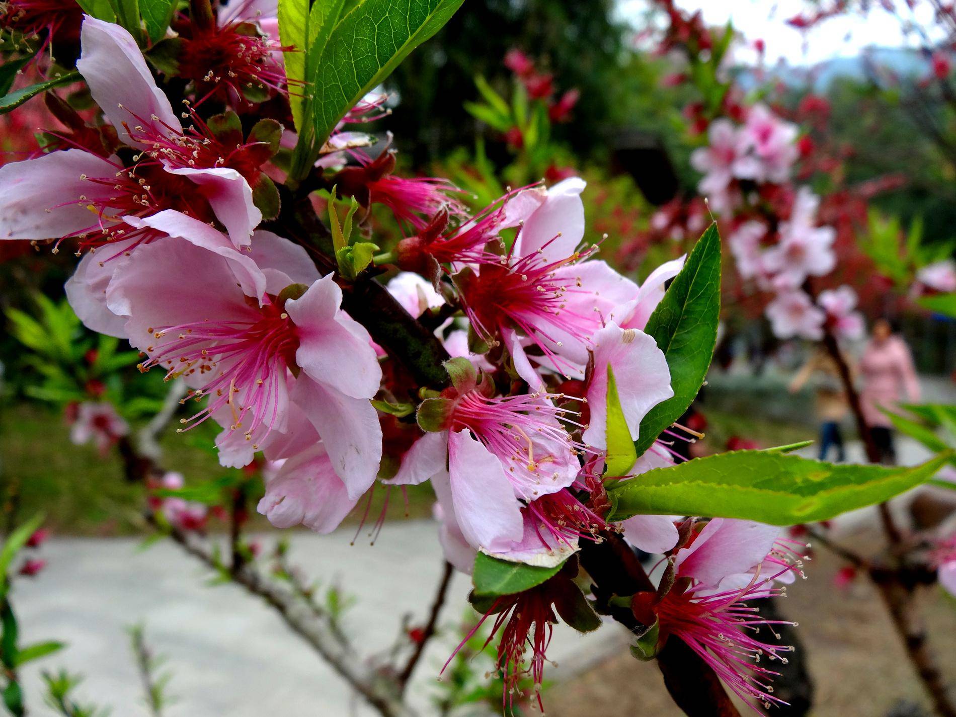 历史|广州桃花涧风景区