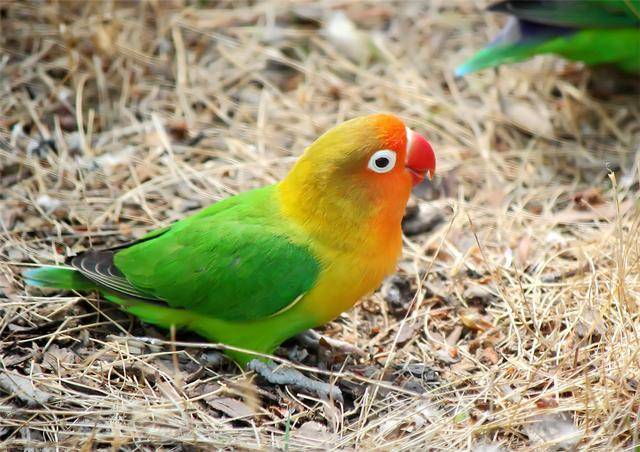 鹦鹉奶粉可以用豆浆代替吗