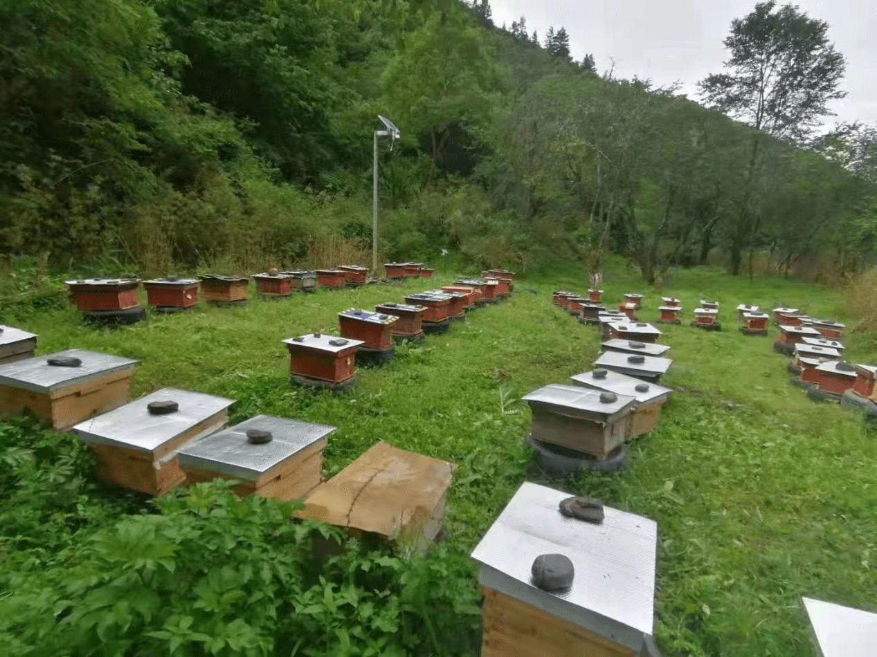 山区养蜂场图片