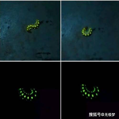 萤火虫的光有什么特点图片 eb7f1e3d341343958bf013df0bcdfed7.jpeg