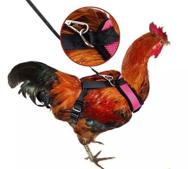 遛宠物要牵绳这是常识就算遛大公鸡也一样