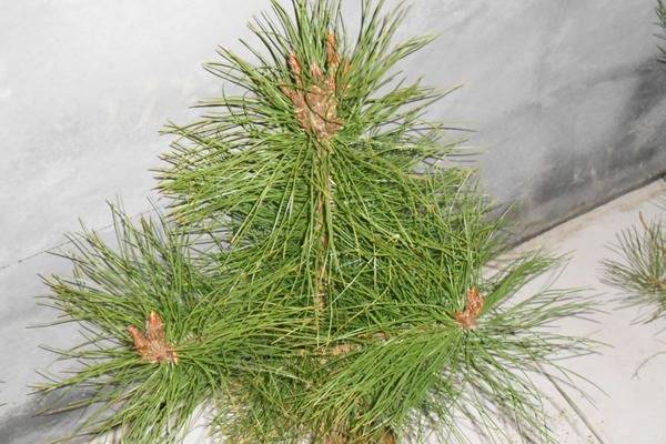 油松病虫害防治和养护管理技术油松针叶发黄干枯落针病蛀干害虫流胶病