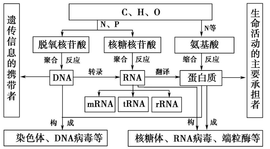 dna多样性