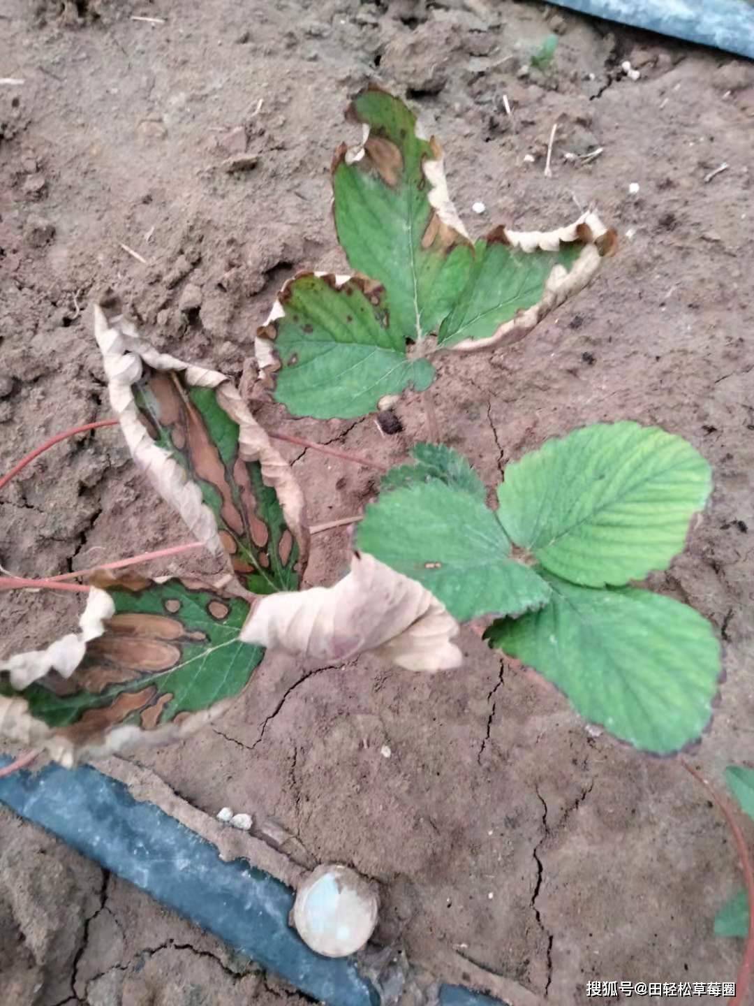 草莓苗得了炭疽病怎么办草莓炭疽病用什么药