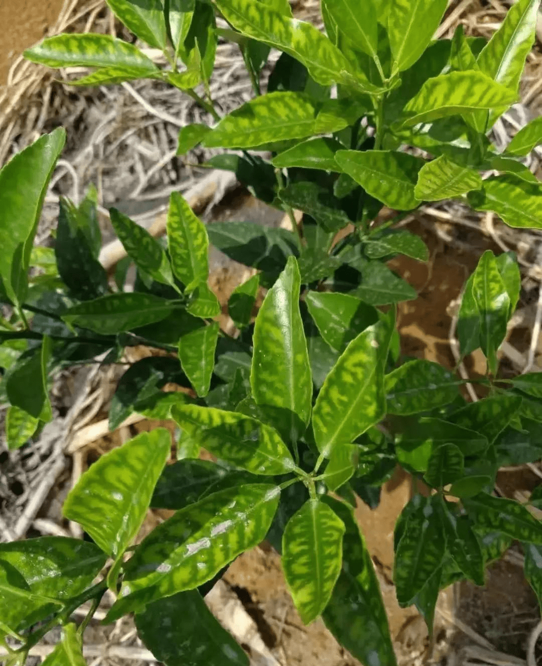 果树缺锌的症状图片图片