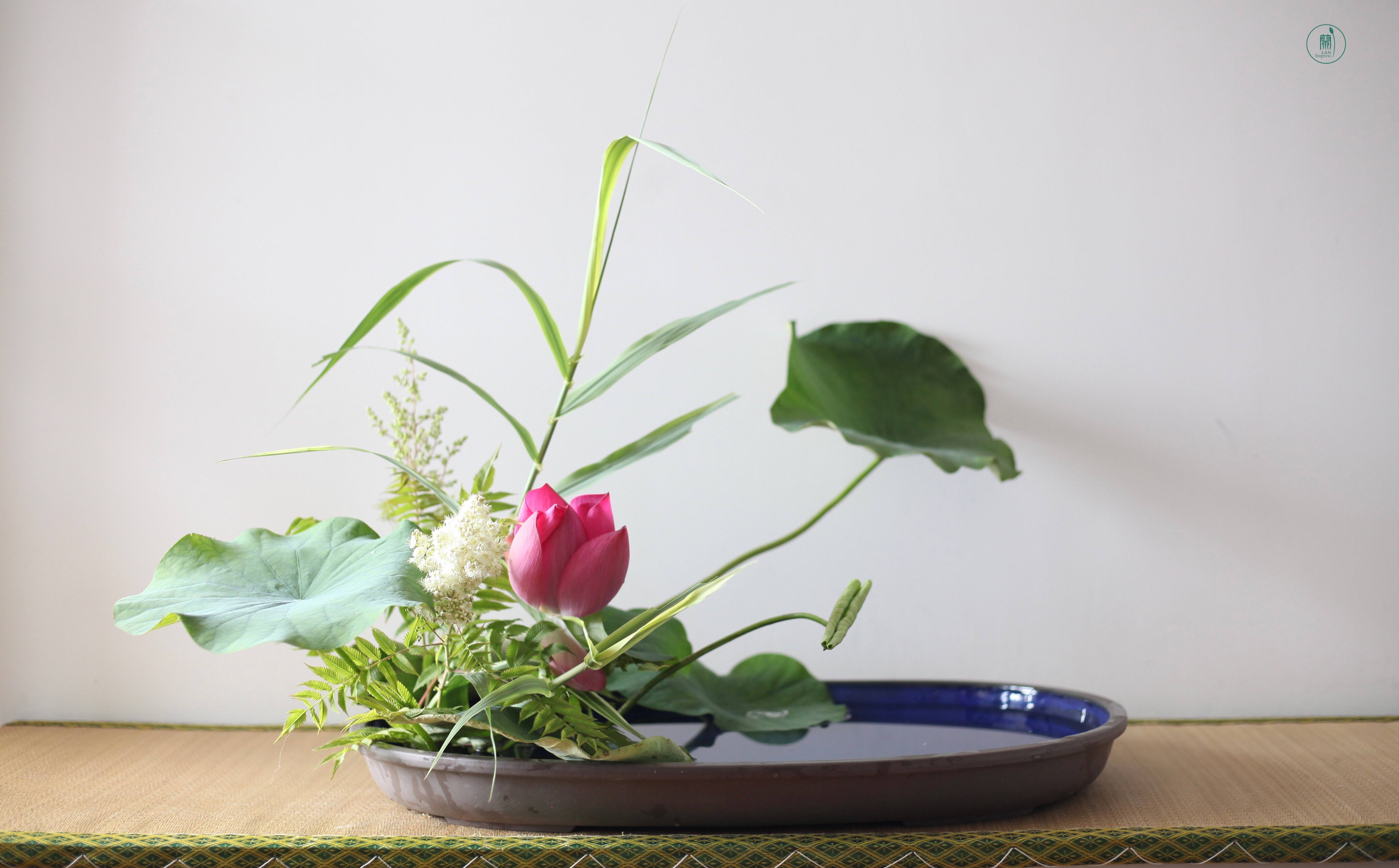 小原流花道兰印象教室|夏日之美