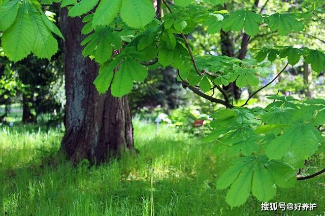 七叶树花开 似华丽的烛台 太美了 树种