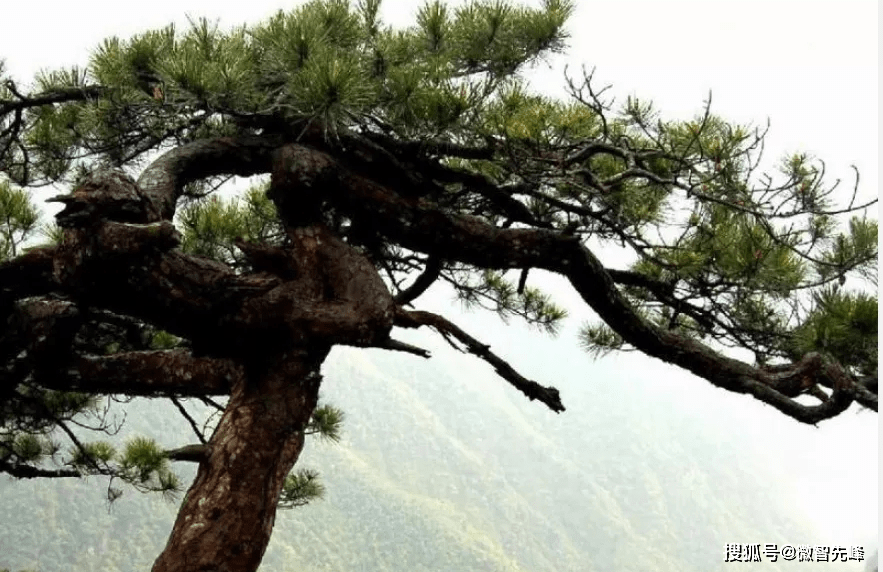 原創農村墓地旁為何大多種柏樹