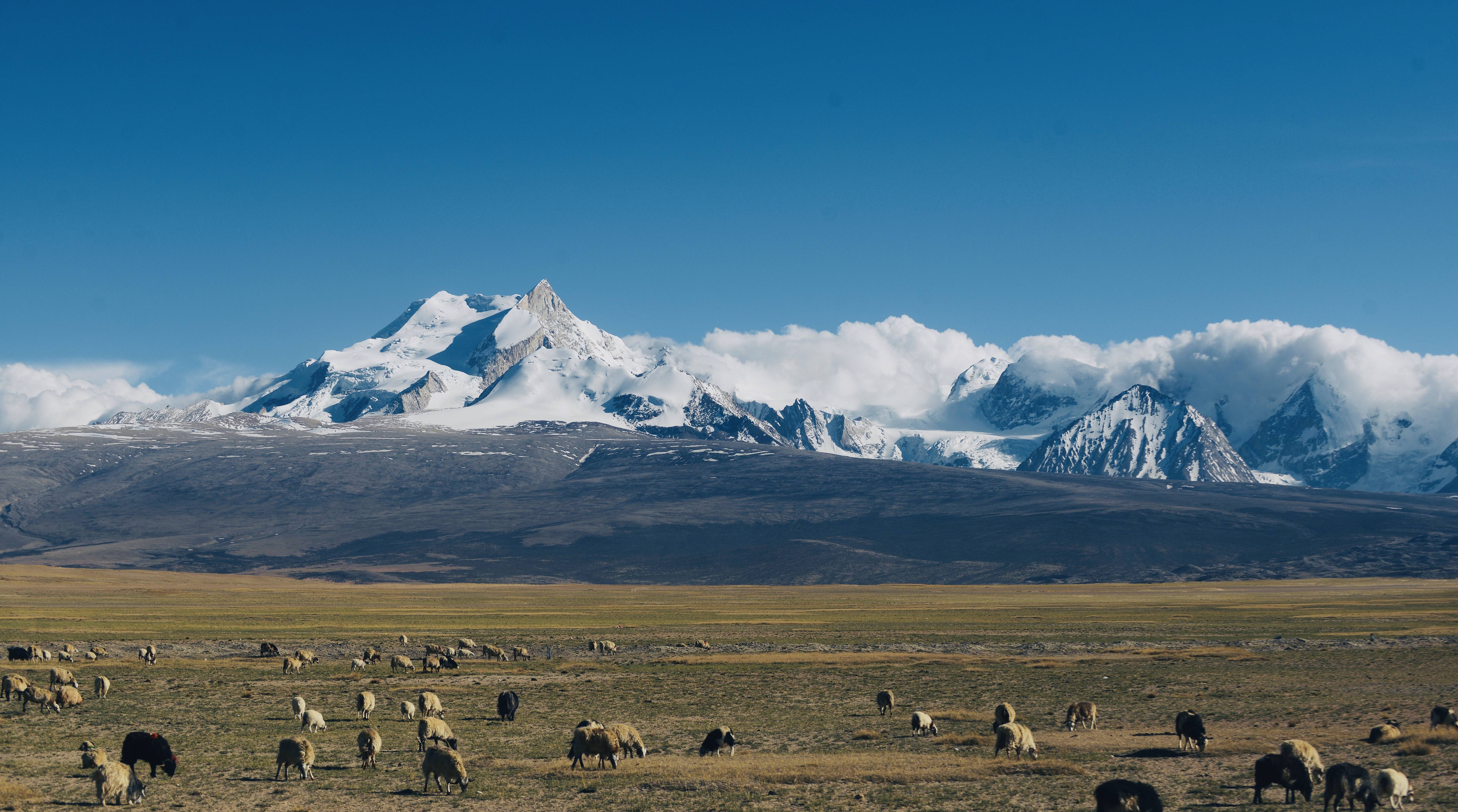 柒月新藏线旅行日记|雪域高原露营—露营佩枯措,遥望希夏邦马峰