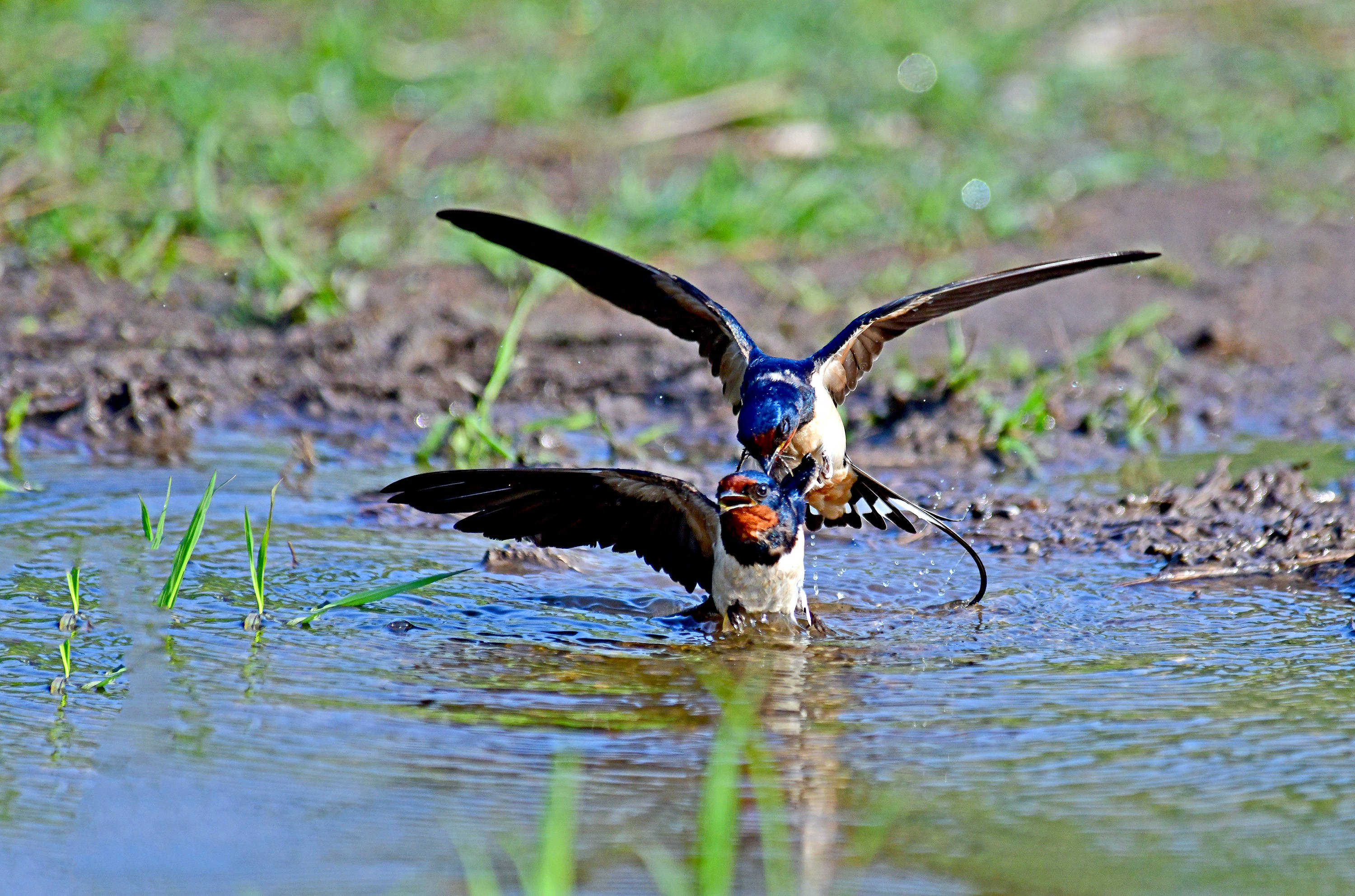 燕子戏水功图片