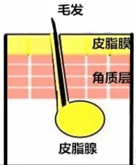 人体|聂亮亮-为什么夏天皮肤容易油腻、频繁长痘痘？