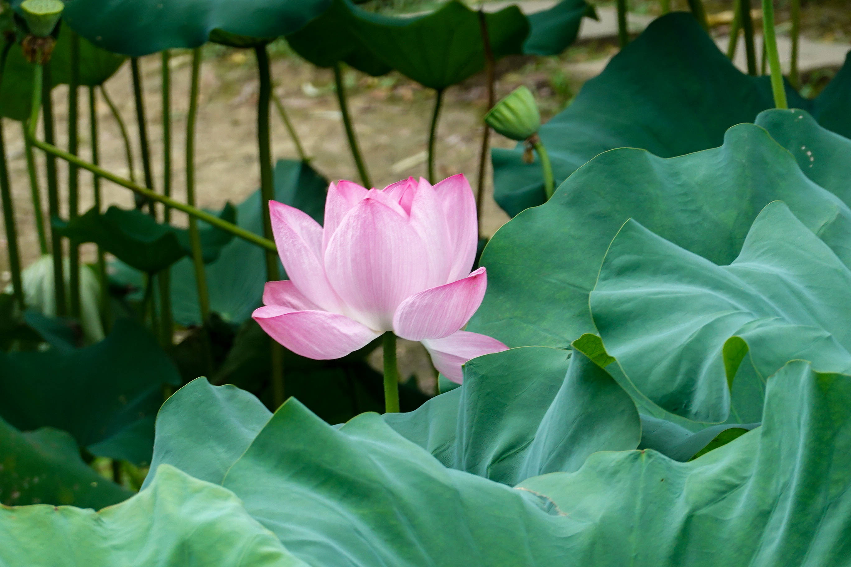 又到一年盛夏赏花必去鼋头渚荷花节