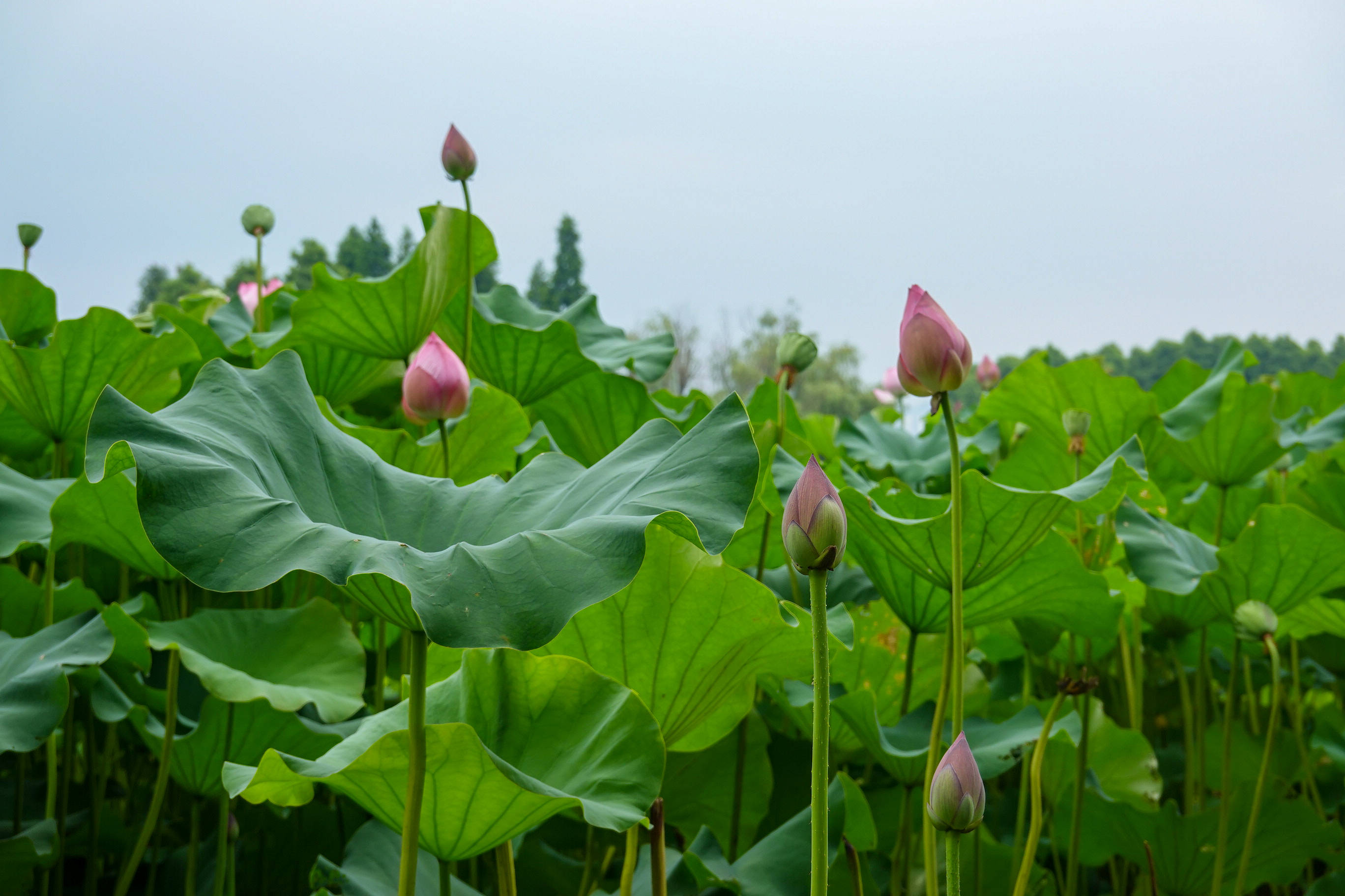 鼋头渚适合赏荷花的地点主要集中在十里芳径,水景苑,翠湖,藕花深处