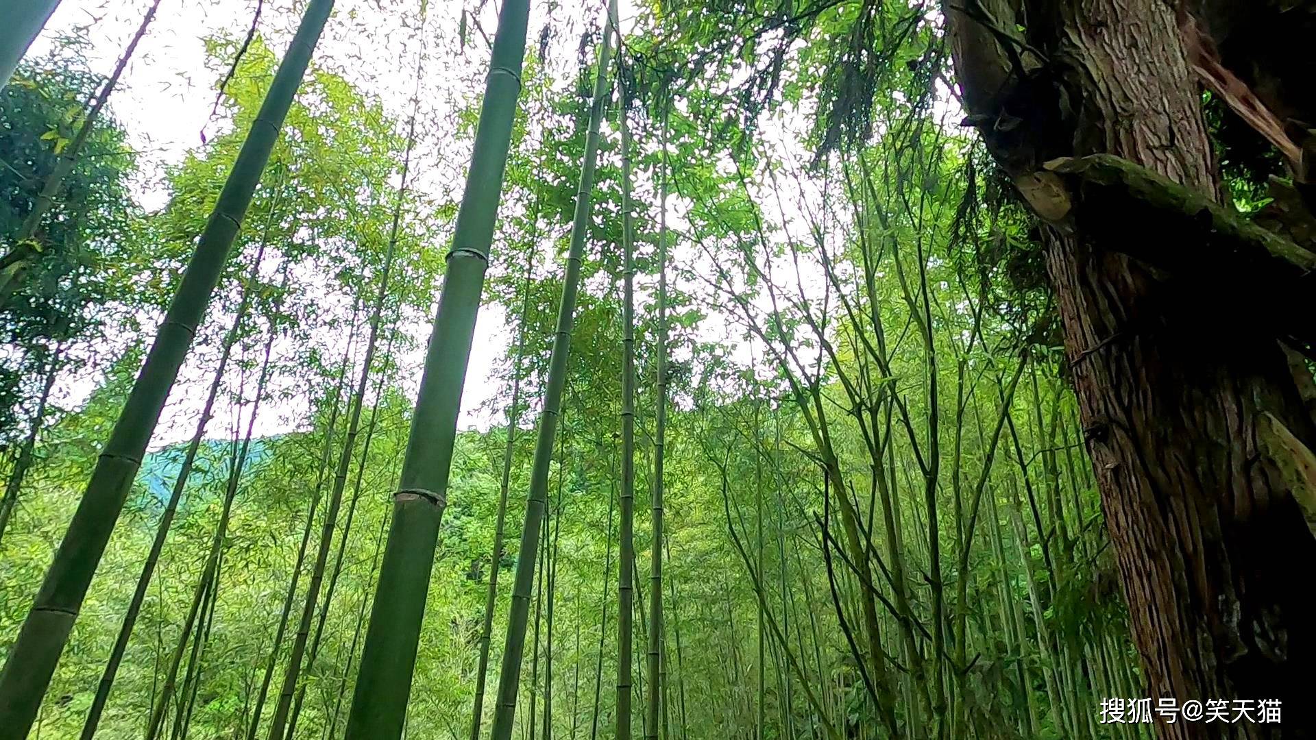 驴友一人冒险进入绵竹云湖森林公园徒步小道差点消失于深山