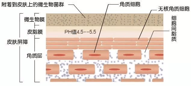 美文|护肤这件头等大事,真的和TJR微生态有关！
