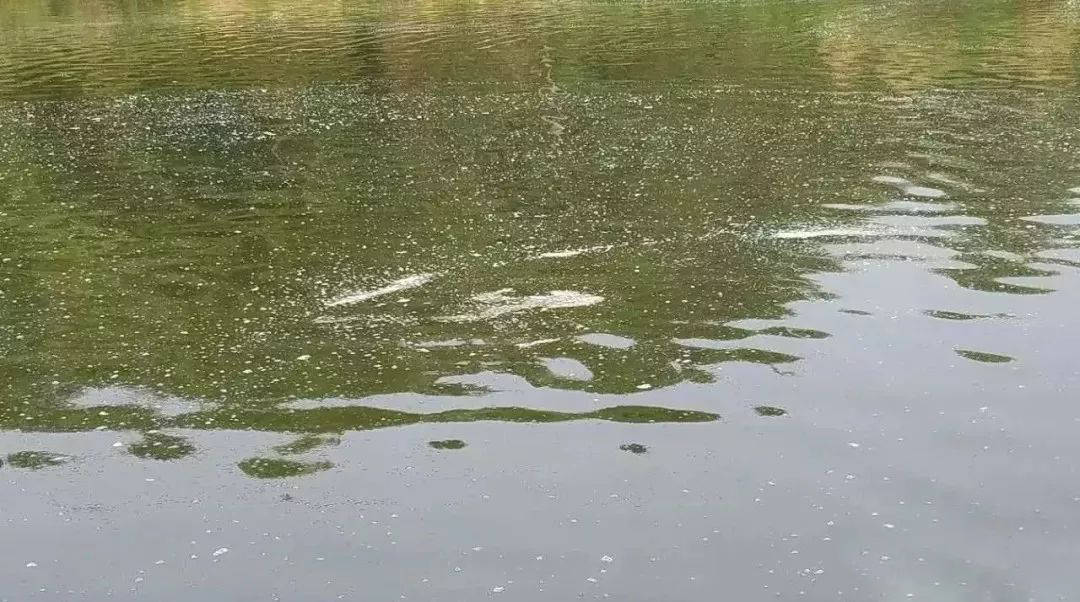 水产养殖常见的问题及参考处理方案三