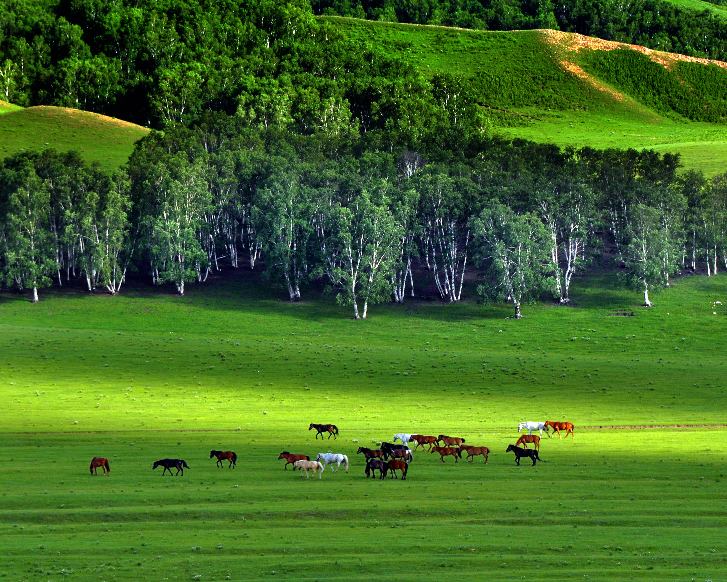 摄影师吉久利:河北坝上草原的两样风景