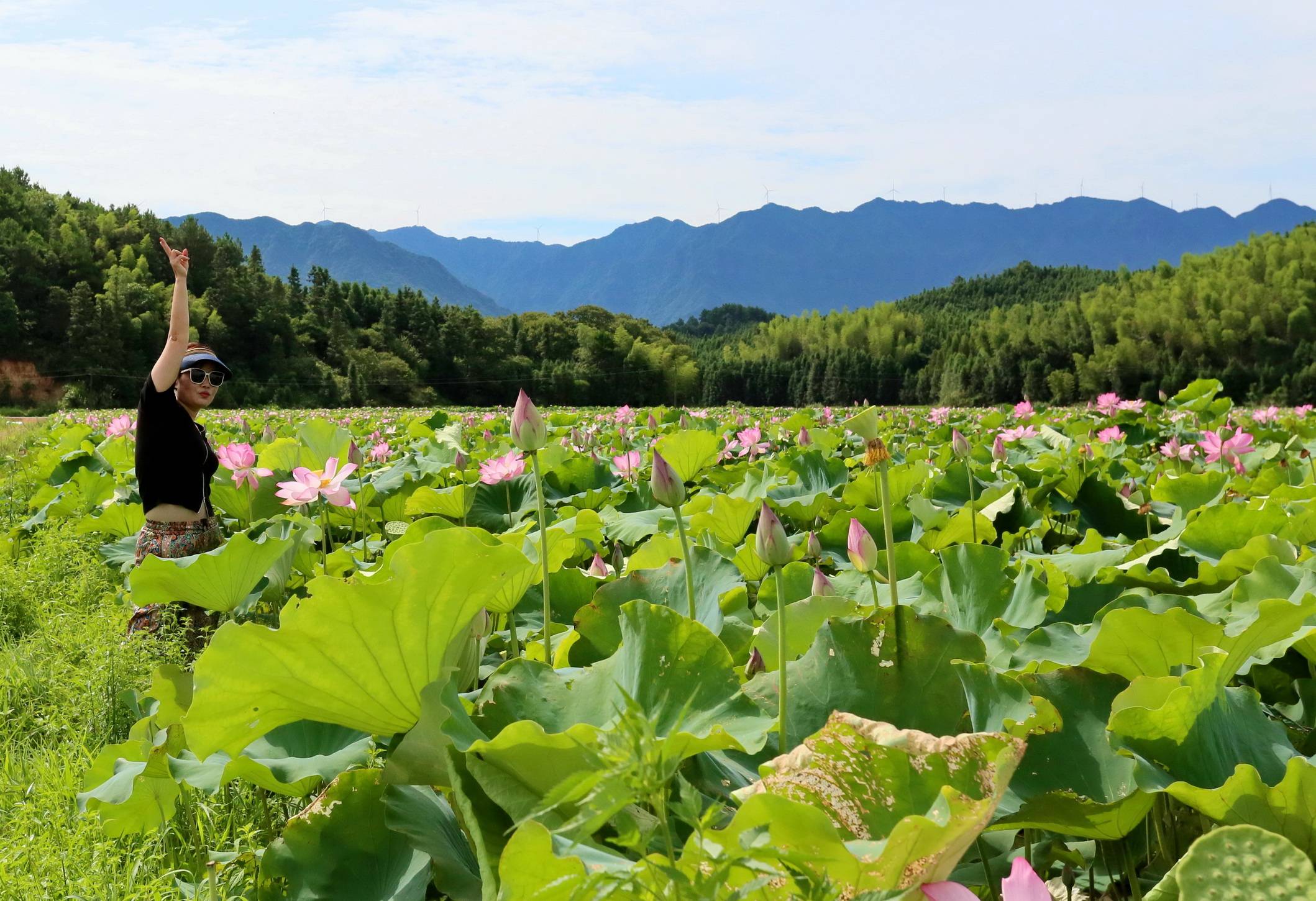 江西金溪:映日荷花别样红 农旅融合引客来(组图)