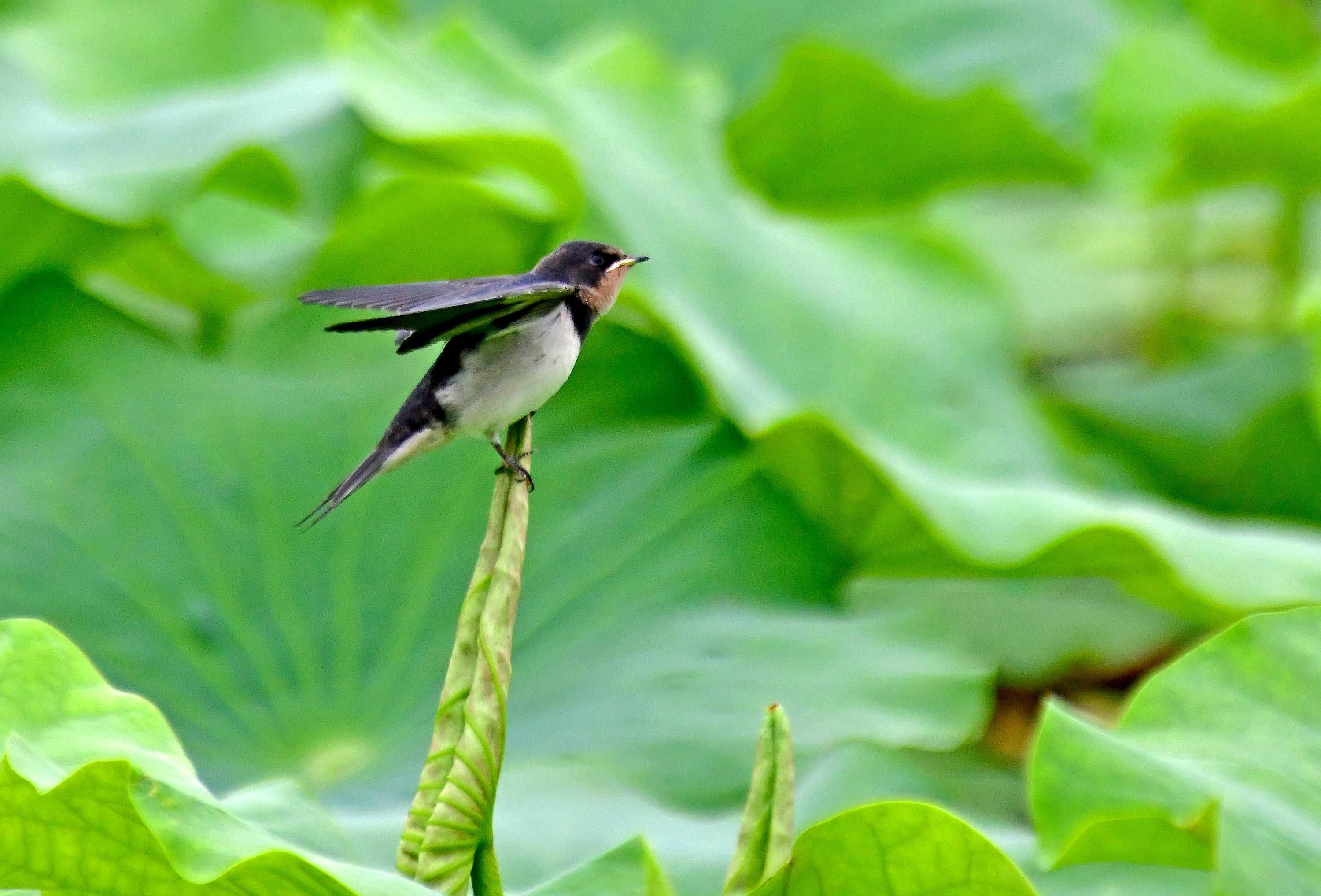 鳥類家族中的