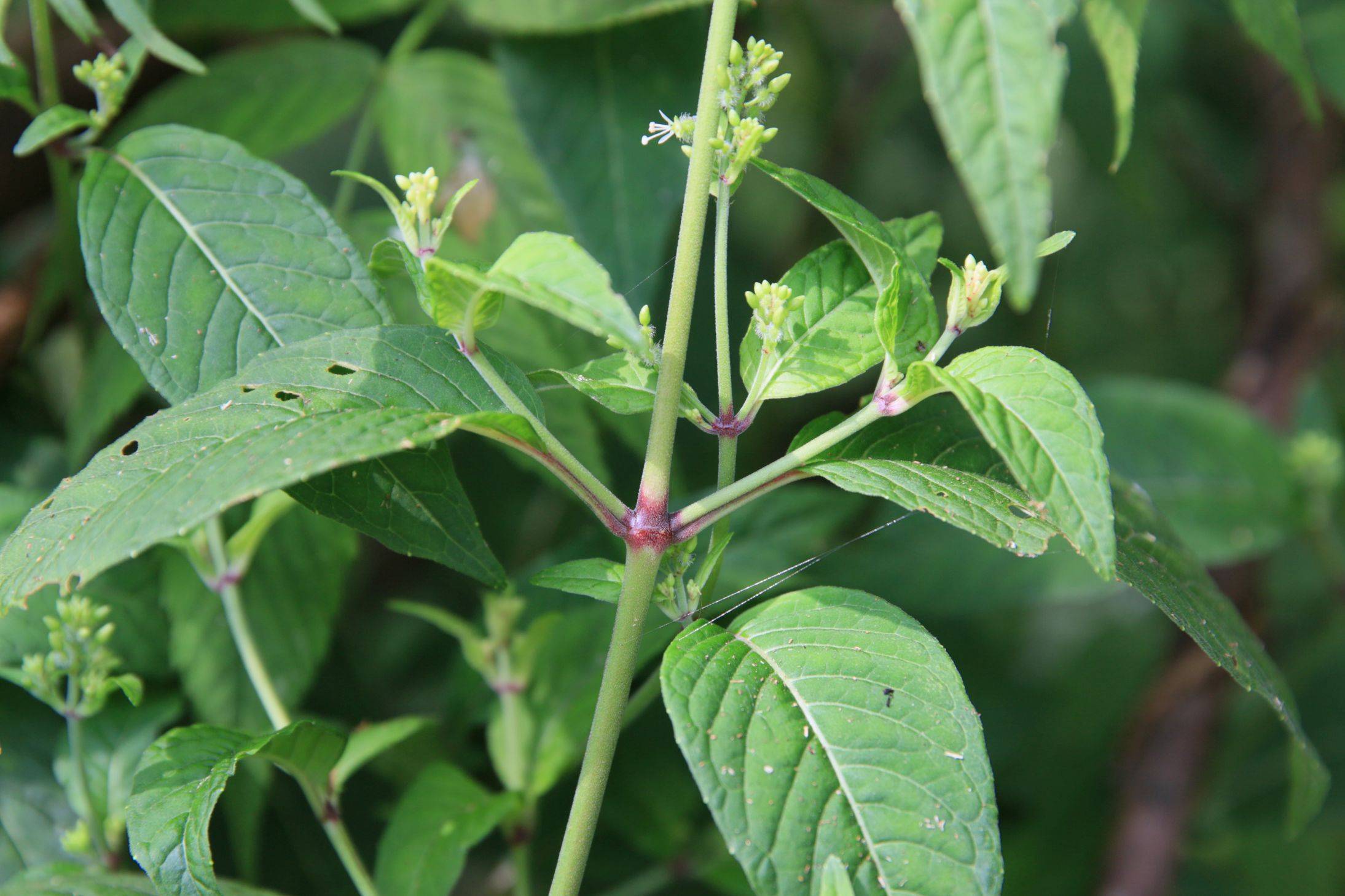 庆元植物1418柳叶菜科露珠草属南方露珠草