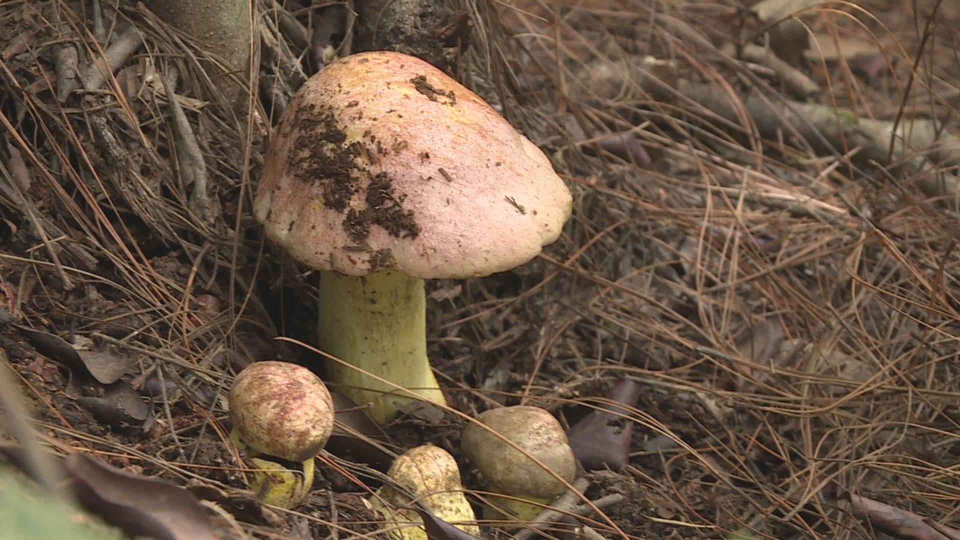保山隆阳粉菌人工促繁项目在宝盖山林区试验成功