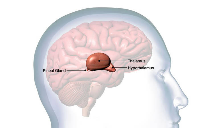 松果体 / 松元集松果体虽然小，却是人体内一个非常关键的、非常活跃的调