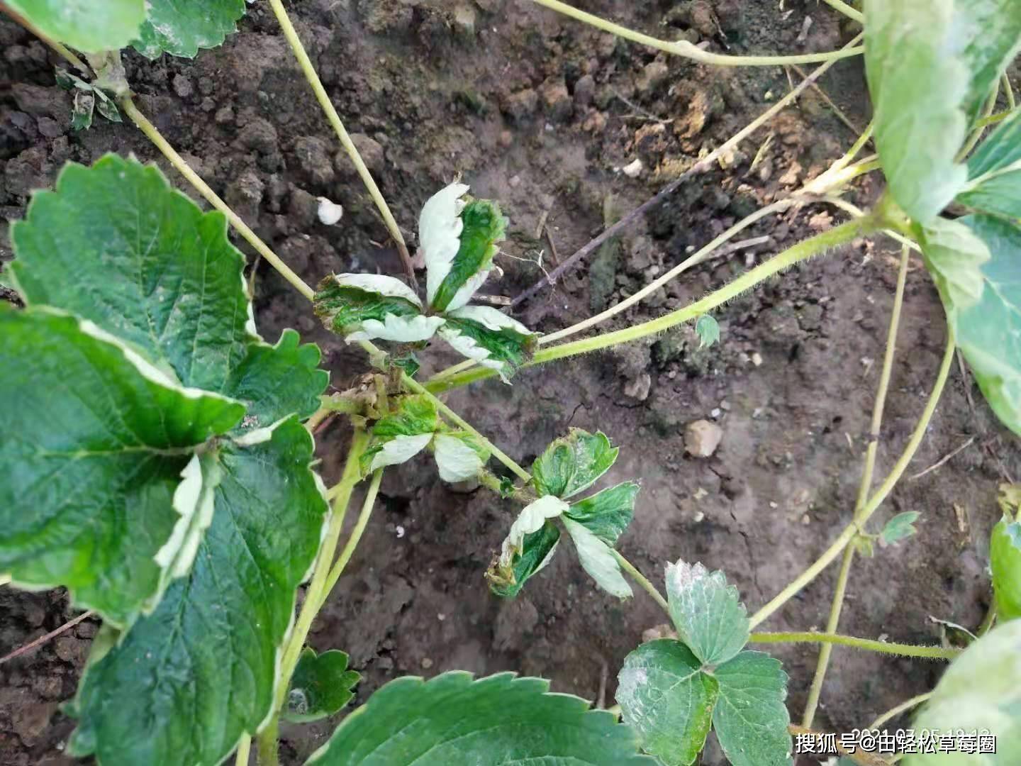 草莓黃萎病如何防治草莓田間管理病蟲害防治解決方案