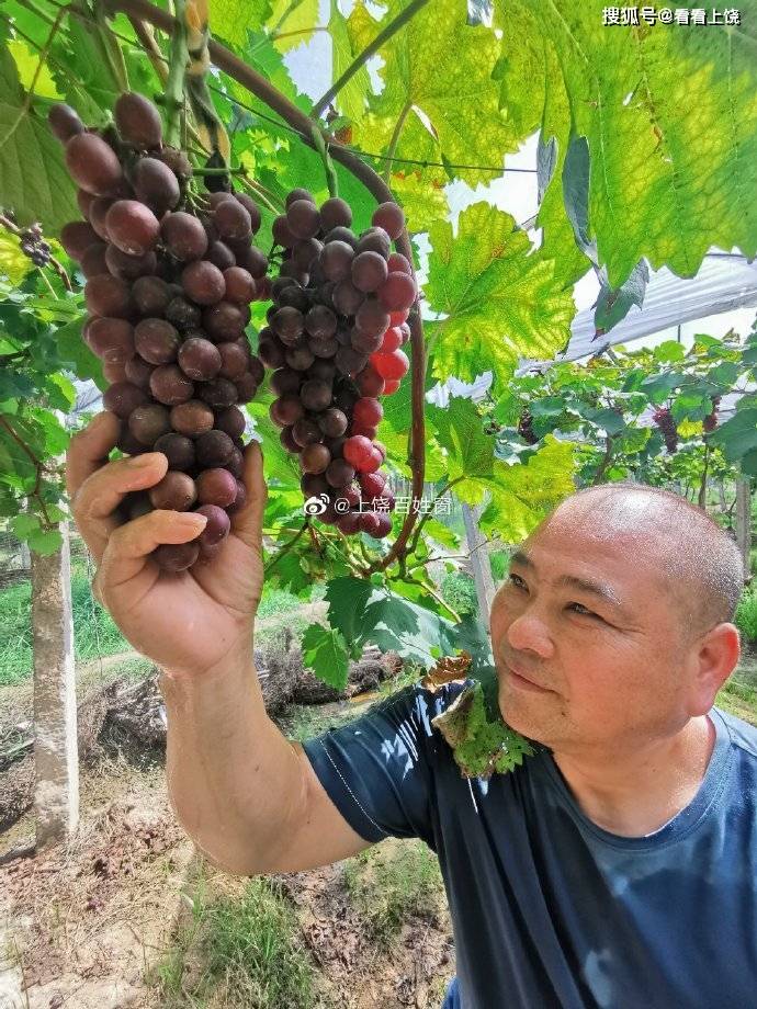 黄长生悬崖边承包70亩地种植有机葡萄为了不让妻子操心保密两年多