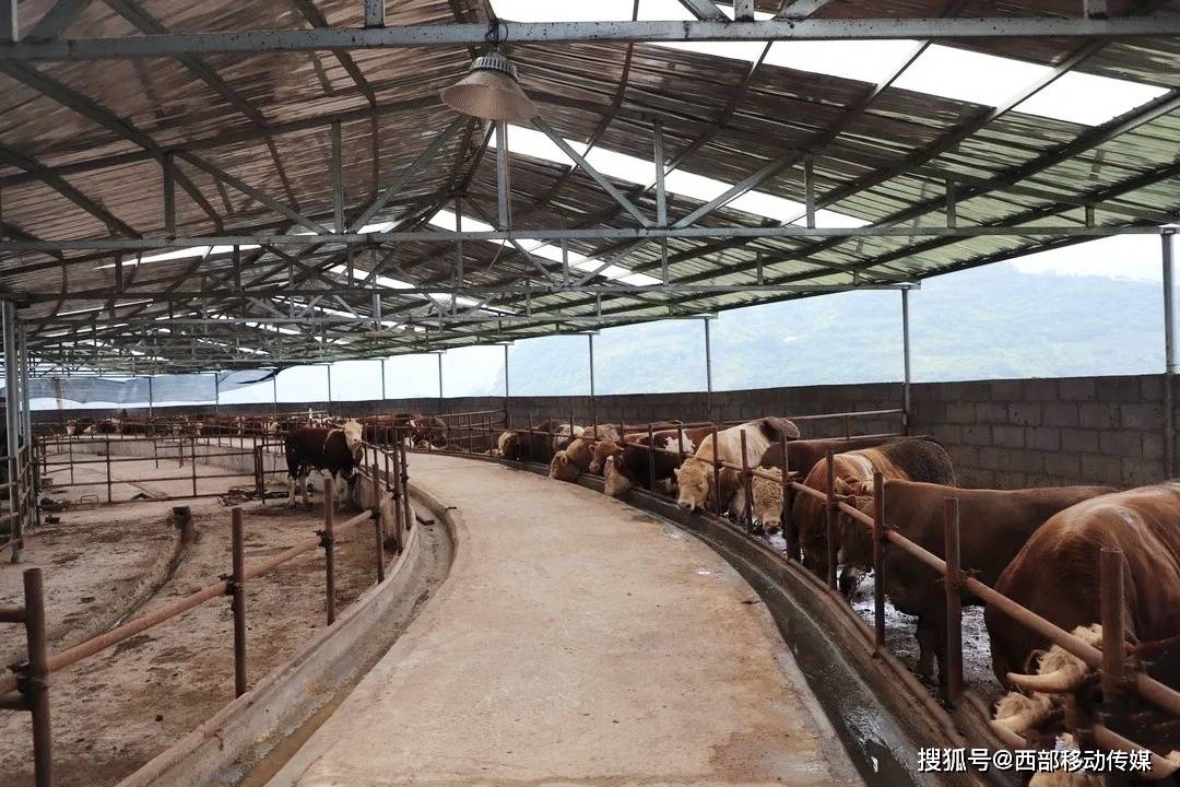 致富养殖好项目_致富养殖业_致富经养殖