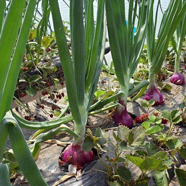 洋葱用什么肥料好洋葱的种植时间及施肥方案