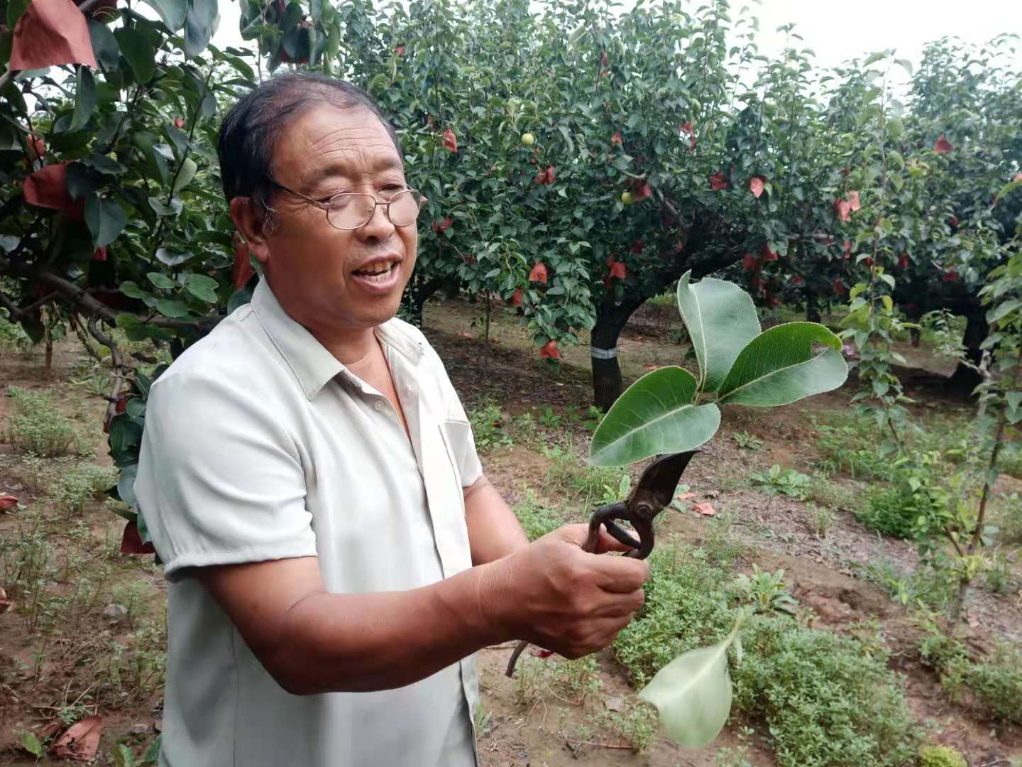 杜梨树苗生长两年之后,在树根部位距离地面60—80公分处选择120度角