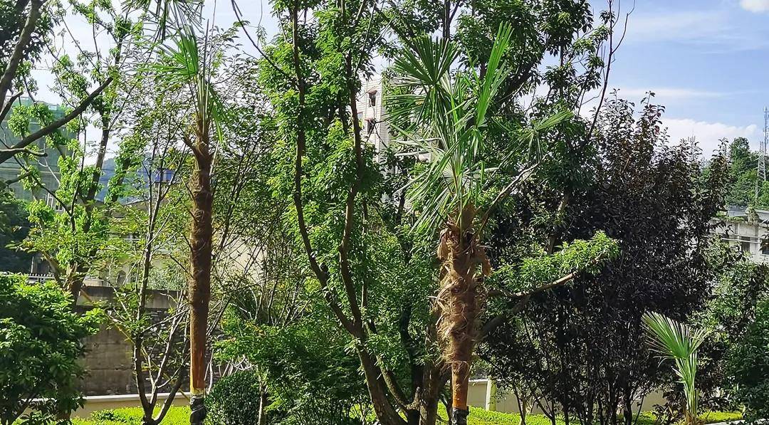 正在成长的棕榈树,节节高升香樟树枝叶破裂散发香气,对蚊,虫有一定的