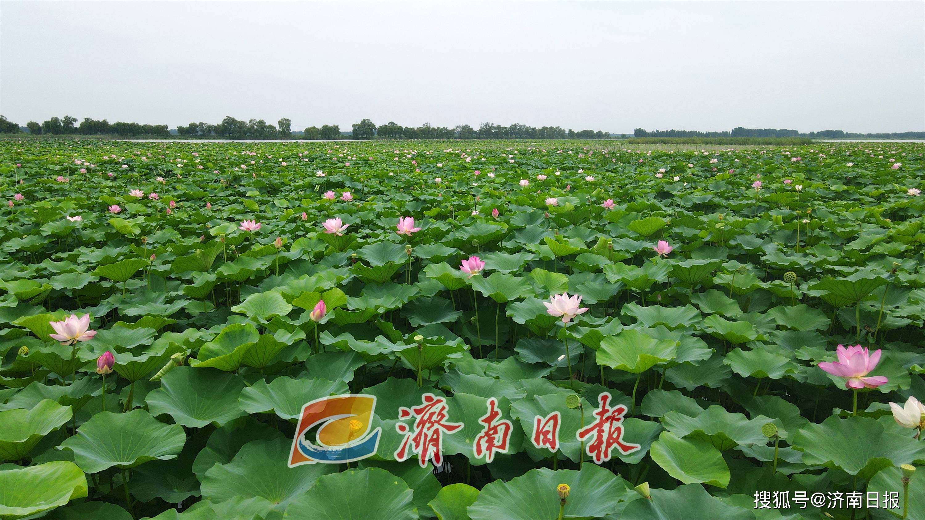 的白云湖国家湿地公园进入一年中最美的时节,湿地内芦苇翠绿,荷花盛开