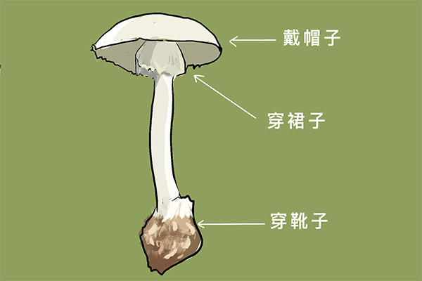 鹅膏这两种蘑菇常生于阔叶林或者针阔混交林,具有剧毒鹅膏的三个特征