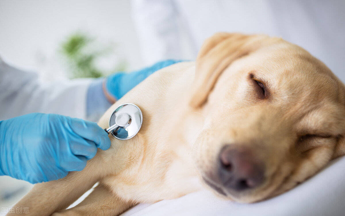 狗狗便血的原因及治疗方法 症状