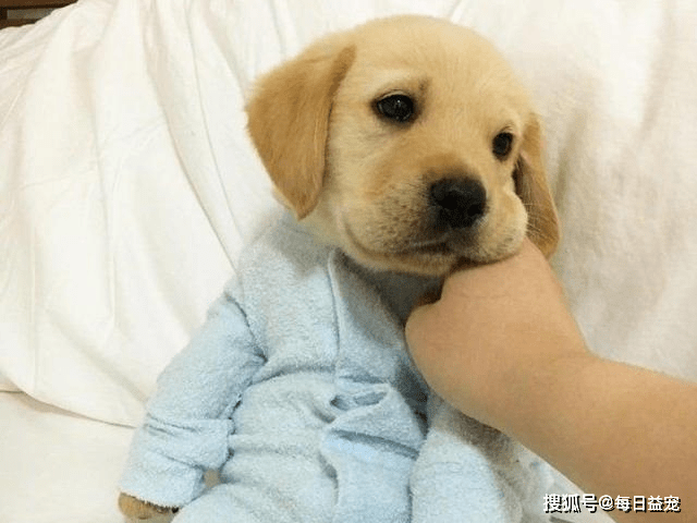 獎勵|對拉布拉多來說最重要的6樣東西，主人給夠了嗎？