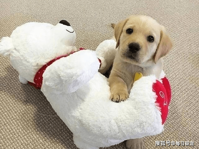 獎勵|對拉布拉多來說最重要的6樣東西，主人給夠了嗎？