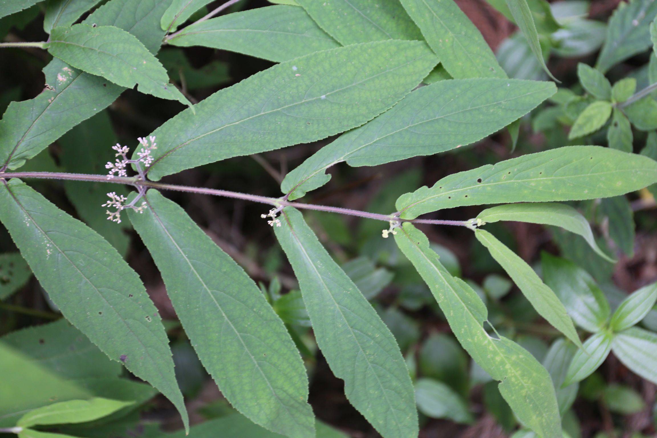 庆元植物1423马鞭草科现唇形科紫珠属钝齿红紫珠变型