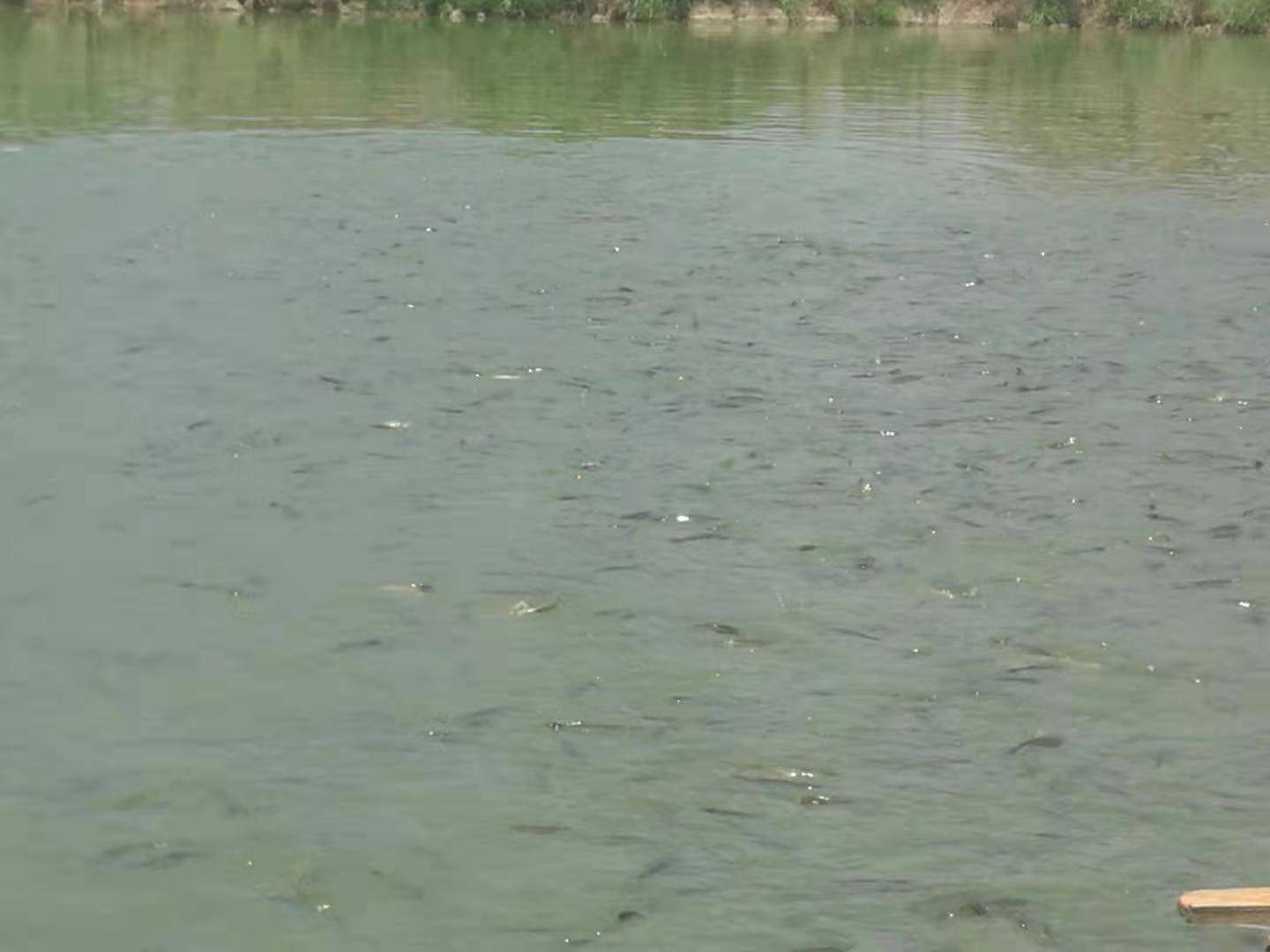 第一次看到自动投饵机喂鱼 草鱼